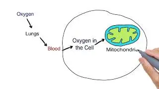 Concept of Cellular Respiration and fermentation part  1