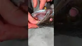 Вот это Судак! Огромный размер!