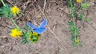 🦋 Голубая бабочка 🦋 ГОЛУБЯНКА 🦋 дневная бабочка 🦋
