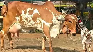 भावनगर गुजरात की #गीरगाय !! Bhavnagar Bloodline Gir Cow (Vikas..9928787671)