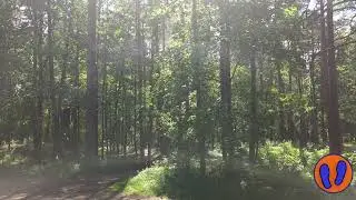Пение птиц в  лесу Анниньмуйжа в Иманте.