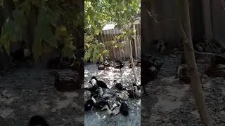 🦆 Утки ням ням.