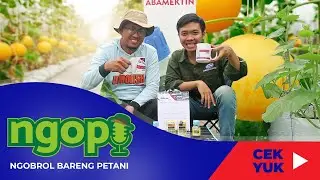 BEGINI CARA PERAWATAN MELON AGAR TERBEBAS DARI KERITING DAN HASILNYA MAKSIMAL - NGOPI #7
