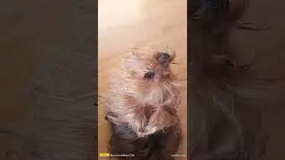 вою на луну