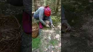 Грибной Дзоцанг