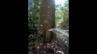 A tree gashing water after cut