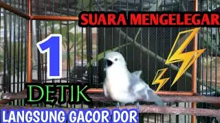PANCINGAN WAJIB CIPOW ‼️ MENINGKATKAN BIRAHI CIPOW DAN SIRTU MALAS BUNYI.
