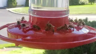 Are Hummingbirds Shrinking?