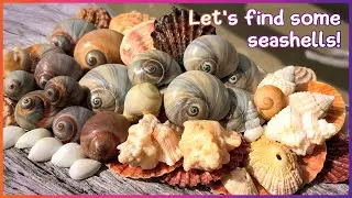 Finding Seashells on the Mud Flats | Shells Galore! [Virtual Shelling]