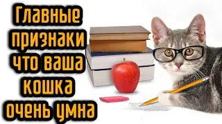 Главные признаки что ваша кошка очень умна
