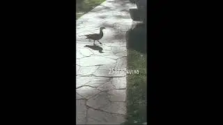 Богиня. Как я полюбила.