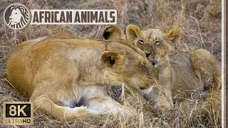 🐅 8K Lioness and cub in the Masai Mara savannah