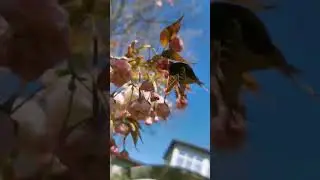 Вишня мелкопильчатая Канзан #relaxingmusic #nature #garden
