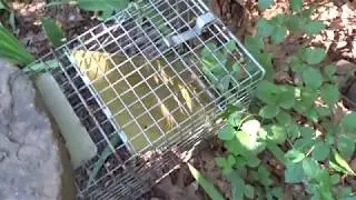 Morning Trap Check