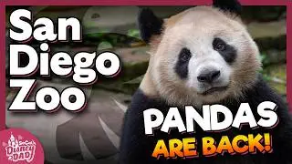 Pandas are BACK at the San Diego Zoo & How to See Them