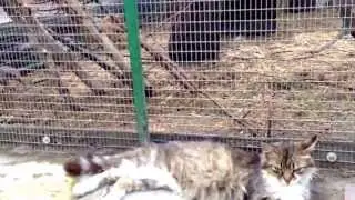 Невозмутимый кот и бешеная белка