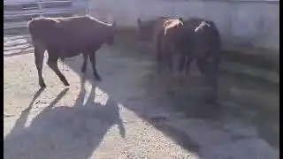 Lonie  4 steers ass 8843430