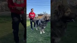 Top 5 Characteristics of the Caucasian Shepherd Dog 🐻🔥