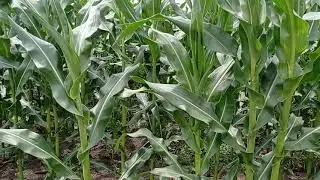Вот так растет кукуруза посеянная китайской сеялкой точного высева.