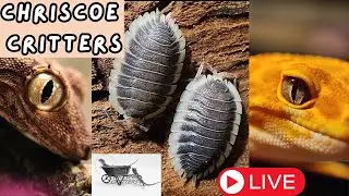 Chriscoe Critters - You've never seen a collection like this!