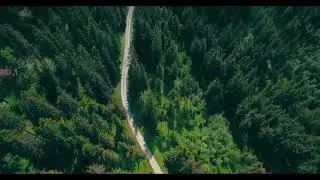 Дорога в лесу