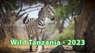 Wild Tanzania   4K