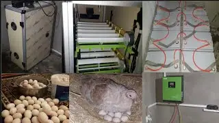 тайёри барои чуча баровардан   ва тарзи коркарда бо инкубатор