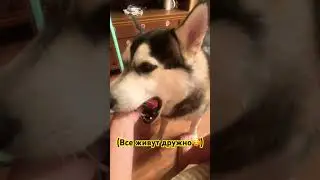 Наши питомцы 🥰😅😌#настядоронина #домашниеживотные #домашнийзоопарк #многоживотныхвквартире