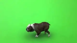 Green Screen Dog