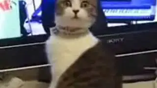 Котик испугался   Смешное видео