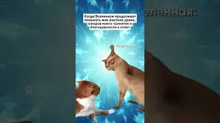 Когда вселенная продолжает посылать мне уроки / #Shorts