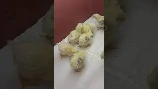 Довольный пи-пи! 