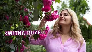 10 roses worth having in your garden. Structure, scent, overwintering - my experiences.