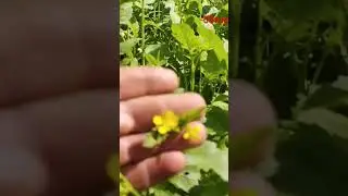 Горчица жёлтая. Сидерат для картофеля.