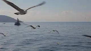 adalar vapuru