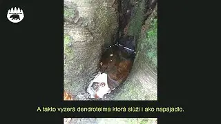 Dendrotelma ako napajadlo (74)