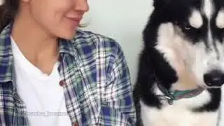 Любовь и голуби. И хаски. И я))) русские комедии