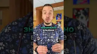 Ето как невероятното обоняние на кучетата 🐕‍🦺 може да спасява човешки животи 💞