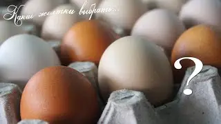 Секрет ярких яичных желтков. Как отличить полезные яйца от обычных.