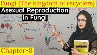 Asexual Reproduction in Fungi | Reproduction in fungi class 11 | urdu+hindi