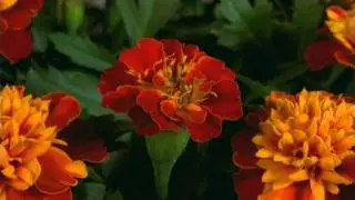 Цветочный футаж 20