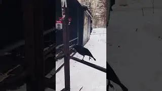 Галка Попрошайка 2022