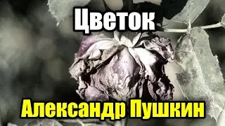 Цветок - Александр Пушкин (Цветок засохший, безуханный)
