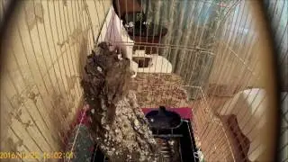 Ерошка