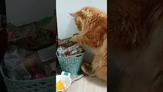 Симба вредничает, выпрашивает вкусняху.