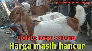 UPDATE HARGA TERBARU, HARGA MASIH HANCUR PASARAN WAGE KARANGREJO
