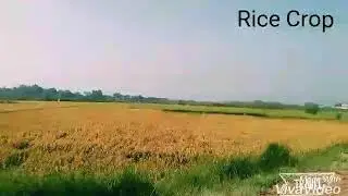 Agricultural Pakistan-  Rice Crop