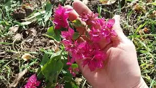 Bougainvillea in the garden