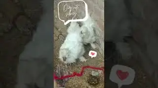 Silkies on the yard.