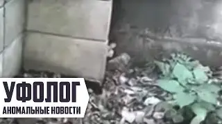 НАСТОЯЩИЙ ЭЛЬФ (гном) Снятый на камеру [Чудовище Или Гуманоид]
